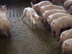 Живые свиньи на убой