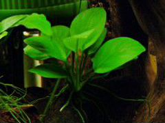 Аквариумное растение Анубиас бартера нана