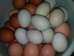 Яйца Лакен Данзи на инкубацию