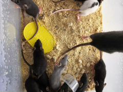 Крысы мыши