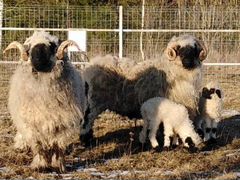 Валлийская черномордая овца