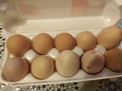 Яйца инкубационные от породистых кур.Брама, Вельзу