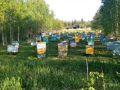 Пчелосемьи,пчелопакеты