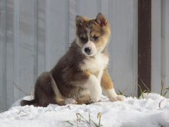 Продам щенка западно-сибирской лайки