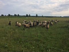Чистопородные овцы романовской породы