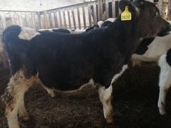 Коровы, телята