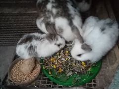 Кролики 1 месяц