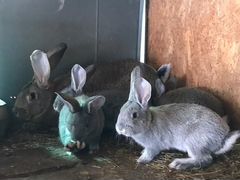 Кролики Фландеры
