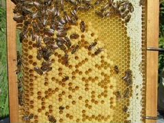 Пчелы + ульи для пчел