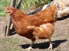 Домашние куриные яйца для инкубации