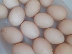 Инкубационное яйцо мускусной утки