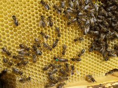 Продам пчел на высадку,пчелосемьи с доставкой по к