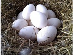 Яйцо гусиное инкубационное Большой серый гусь