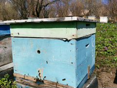 Пчелосемьи с ульем и крышкой