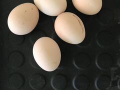 Инкубационное яйцо кур породы Фавероль