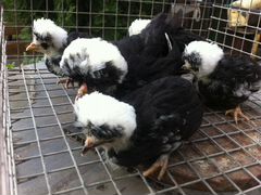 Голландские белохохлые цыплята