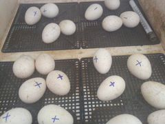 Продам инкубационное яйцо индейки