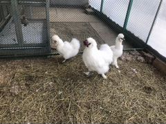 Китайская шелковая цыплята и куры