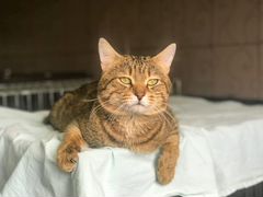 Барсик - кот для любителей полосатиков