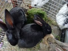Кролики породы "фландр"