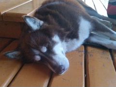 Найдена собака сибирский хаски