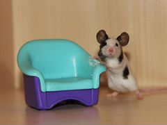 Ручные японские карликовые мышки