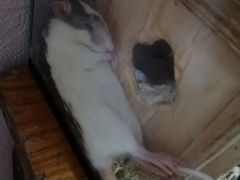 Замечательные крысята