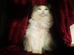 Персидский кот ищет дом