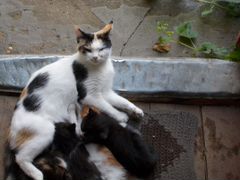 Котята от деревенской кошки-охотницы