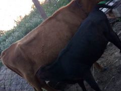 Корова два телёнка
