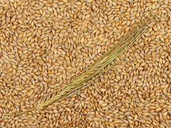 Пшеница ячмень