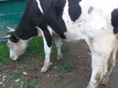 Продаю корову (первотелка) 4 года и теленка 4мес