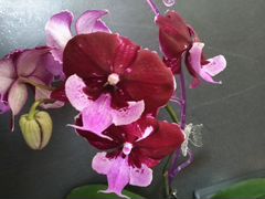 Орхидея фаленопсис Hot kiss