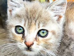 Котенок с изумрудными глазами