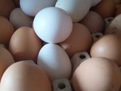 Яйца продам