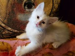 Котенок в добрые руки (девочка) 1,5 месяца