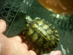 Черепахи красноухие 1год
