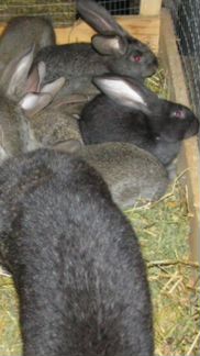 Крольчата породы фландр