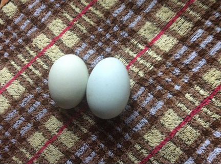 Инкубационное яйцо Амераукана,билефельдер серебрис