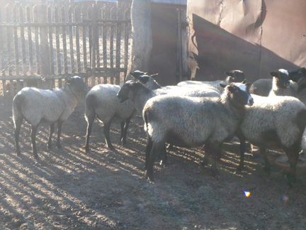 Овцы и ярки романовской породы