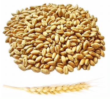 Продам Зерно пшеницу, кукурузу, ячмень, подсолнечн