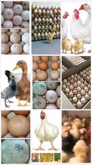 Инкубационое яйцо промышленной птицы Цыплята