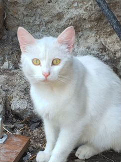 Белый котик - ангел