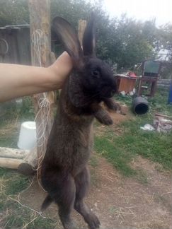 Кролики 4-5 месяцев