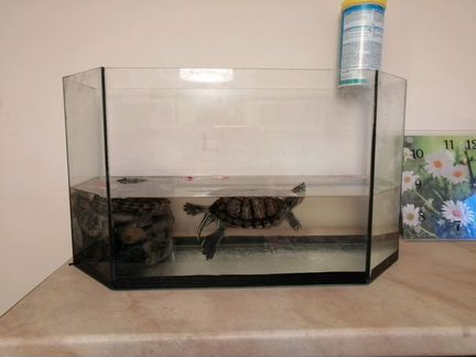 Красноухие черепахи + аквариум на 70л