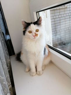 Сибирская трехцветная кошка