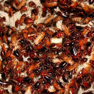 Кормовые насекомые, туркменские тараканы