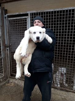 Белые щенки тяжи кавказского волкодава