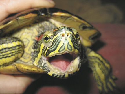 Продам черепаху с аквариумом