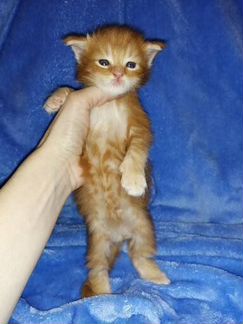 Продам рыжего мраморного котенка породы Мейн кун